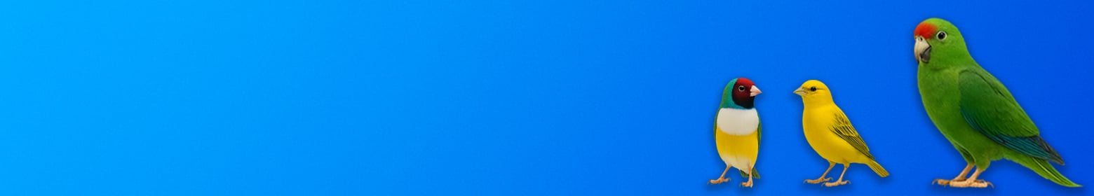 birds banner